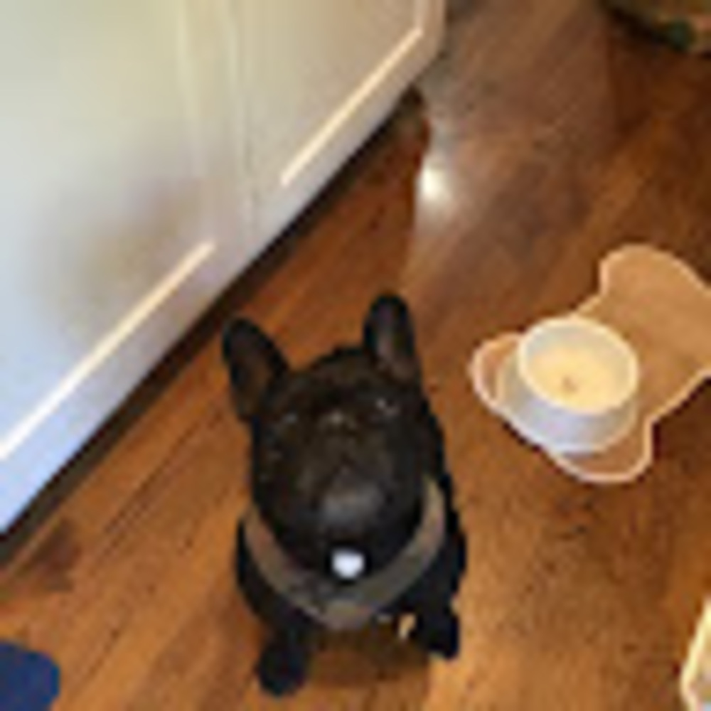Meet your Posher, Finleigh